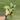 Hoya undulata (exact plant) thumbnail