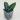 Dischidia Lancifolia thumbnail