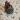 XL Chicken thumbnail