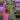 1728 anthurium forguetti thumbnail