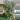 1774 monstera albo thumbnail