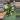 1108 philodendron paraiso albo thumbnail