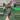 0451 piper crocatum thumbnail