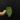 7706 green thin regale x luxurians thumbnail