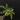 7662 var money tree thumbnail