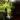 Lemon lime pothos thumbnail