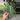 Alocasia Dragons Tooth 6” thumbnail