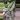 Alocasia Platinum 6” GC thumbnail