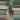 XL Rhipsalis Ewaldiana PRESALE ships 10/6 thumbnail