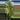 monstera adansoni 1gl aurea thumbnail