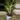 Euphorbia Briar Patch gallon thumbnail
