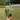 0983 Anthurium Clarinervium 4" thumbnail