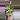 0222 Hoya verticillata acuta thumbnail
