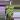 0794 monstera lemon line thumbnail