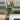 0618 hoya suriogaoensis thumbnail