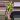 1058 Alocasia lauterbachiana variegated thumbnail