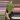 1752 anthurium papi Rlfs thumbnail