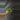 DAILY DEAL (pap x mag) x forgetii 36-2 thumbnail