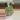551 e multifolia thumbnail