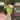 Maharani Lava rooted Corm thumbnail