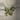 epipremnum pinnatum albo thumbnail