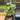 PHILODENDRON CORDATUM VAR 4" 166P thumbnail