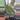Alocasia Watsoniana thumbnail