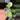 Alocasia Pink Dragon Aurea thumbnail