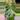 Monstera sport LARGE thumbnail