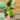 Aurea monstera rooted thumbnail