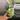 Monstera Mint thumbnail