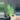 Hapaline appendiculata terrarium plant thumbnail