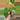 Monstera Thai thumbnail