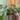 Monstera albo thumbnail
