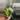 Alocasia Polly Aurea thumbnail