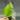 Monstera Aurea borsigiana thumbnail