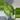 Hapaline tricolor lightly rooted terrarium plant thumbnail