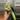 Philodendron Caramel Marble thumbnail