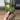 alocasia polly ghost thumbnail