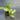 White princess syngonium thumbnail