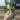 monstera adansonii mint thumbnail