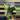 4” Shangri La Epi thumbnail