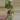 Strawberry Shake Philodendron thumbnail