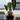 Alocasia Green Velvet Corms/3 pack thumbnail