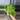 philodendron variegated burle marx thumbnail