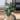 alocasia ninja thumbnail