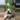 alocasia blizzard thumbnail