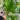 Epi Aurea Global Green 4” thumbnail