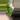 06 M. Albo thumbnail