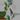 Rare Green Corm Bundle 4 corms! Read description thumbnail